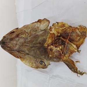 Large stock fish head 